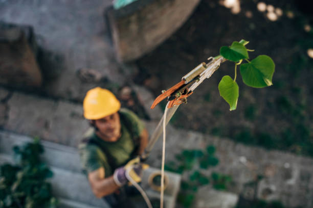 Sumner, WA Tree Removal and Landscaping Services Company